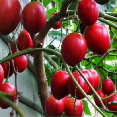 Hạt giống Cà chua thân gỗ F1 - Ảnh 1